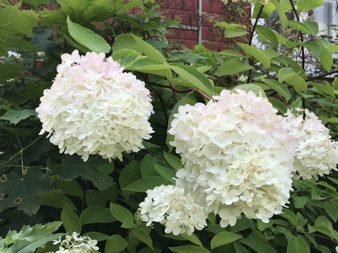 White hydrangeas in full bloom against the red timber wall of the schoolhouse